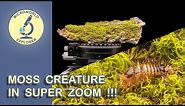 Moss Creature under the Microscope. Unseen World in SUPER ZOOM!