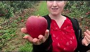 Picking apples in the rain at Abbott Farms in Baldwinsville | CNY apple picking