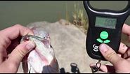 How To Weigh Fish Using The ConnectScale