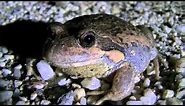 Australian Pobblebonk (Banjo) Frog HD