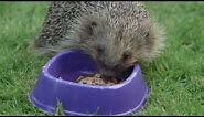 How to help hedgehogs