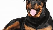 Rottweilers 101: How to Recognize a Purebreed - The German Shepherder