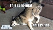 Key The Husky Making You Laugh! Subtitled! TRY NOT TO LAUGH!