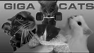 GigaChad Cats - World