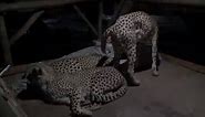 Man Sleeps With Cheetahs To Know Their Sleep Pattern. Old Video Goes Viral