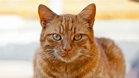 These Are the Most Popular Orange Cat Breeds
