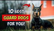 10 Best Guard Dog Breeds For First-Time Owners