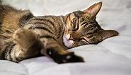 8 Most Common Cat Sleeping Positions & Meaning - Cats.com
