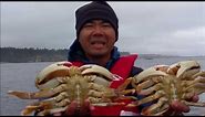 oregon coast crabbing catching giant dungeness crab