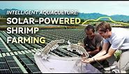 Intelligent Aquaculture: Solar-Powered Shrimp Farming