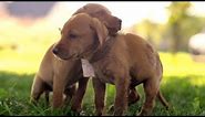 Cute Puppy Race in 4K (ULTRA HD)