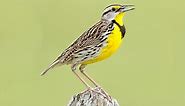 Eastern Meadowlark Identification, All About Birds, Cornell Lab of Ornithology