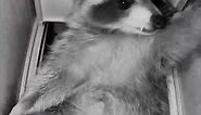 Sleepy Sanchez the Raccoon: Cute Trash Panda's Den Life