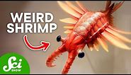 The Top 10 Weirdest Prehistoric Creatures