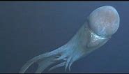 9 Strange Deep Ocean Creatures Found by Japan's ROVs № 8 🇯🇵