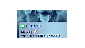 Dog Texts
