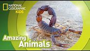 Scorpion | Amazing Animals