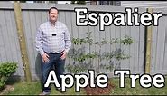 Espalier Apple Tree How to Plant and Trellis for Small Space Gardens