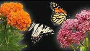 The 2 Best Milkweeds for Your Butterfly Garden!