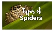 All 21 Types of Spiders: Identification Guide with Pictures   Facts