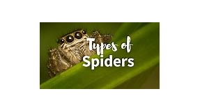 All 21 Types of Spiders: Identification Guide with Pictures   Facts