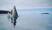 Shark Stepping on A Lego Meme Is All of Us | The Inertia
