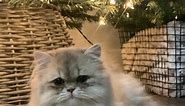 Beautiful blue golden #kitten, #persiankittens, #Michigan, #persiancat, #persiancats, #persiankitten, #persiancatsofinstagram, #dollfacepersian, #catoftheday, #teacupkitten, #cutecat, #instakitty, #ilovemycat, #instacats, #kittensofinstagram, #cats_of_instagram, #catsofinstagram, #catsofig, #instagramcats, #magnificent_meowdels, #pamperedcats, #themeowdaily, #excellent_cats, #weeklyfluff, #cutecatskittens, #catstocker, #catstagram, #catsofworld, #cat_features, #catfeatures | Purse Persians Kitte