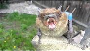 Brown Bat Lets Out a Big Yawn