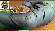 California Myotis intro and compared to Big Brown Bat