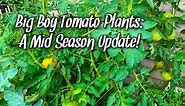 Big Boy Tomato Plants | A Mid Season Update!