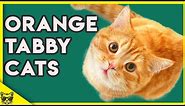 Orange Tabby Cats 101 - What You Need To Know About Them