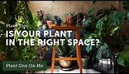 Houseplant 101: What Plant is Right for My Space? — Ep 116