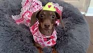 Hilarious Compilation of MoonPie the Famous Talking Dachshund!