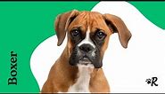 Boxer Dogs 101: Everything You Need to Know