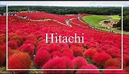 [Hitachi Seaside Park] Japan's Largest Kochia Garden
