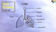 How to Draw a Human Lungs | Lungs Drawing (Easy Tutorial)