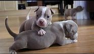 🤣 Funniest & Cutest Pit Bulls🐶 Video compilation - Try Not To Laugh 🤣 2020 #2