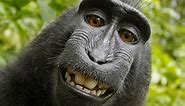 Court ruling ends 'monkey selfie' battle