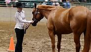 Louisiana 4-H Horse Show
