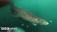 400-year-old Greenland shark ‘longest-living vertebrate’