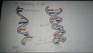 How to draw RNA & DNA drawing Step By Step tutorial @ghazalacreation
