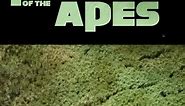 1968 Planet of The Apes Details In NEW Kingdom Trailer #planetoftheapes #cesar #dawnoftheplanetoftheapes #riseoftheplanetoftheapes #proximuscaesar #waroftheplanetoftheapes #chimpanzee #viralvideo #viral #youtube #yt #proximuscaesar #shortsfeed #viralshorts #youtubeshorts #shorts #ytshorts #fbreels23 #viralreelsfb #reelsvideo #reelsfb #viralshorts | Firthys Feedback