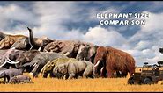 Elephant Size Comparison: Living and Extinct | Elephant Evolution | Prehistoric Elephants