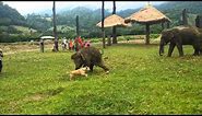 Cute Baby Elephant Gets Frustrated After Chasing A Dog