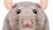 Rat Names - Over 200 Great Ideas For Naming Your Pet Rat