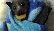 Baby bats try new fruits - mango