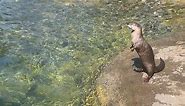 North American River Otter Swimming