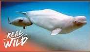 Why Is The Beluga Whale So Closely Connected To Humans? | Call Of The Baby Beluga | Real Wild