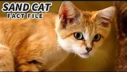 Sand Cat Facts: the DESERT CAT 🐈 Animal Fact Files