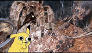 Even TARANTULAS know how to CARE for their BABIES ..